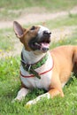 Friendly english bull terrier resting on the ground