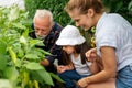 Friendly farmer team harvesting fresh vegetables from the rooftop greenhouse garden. Agriculture.