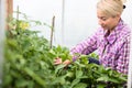 Farmer at work in greenhouse. Royalty Free Stock Photo