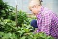 Farmer at work in greenhouse. Royalty Free Stock Photo