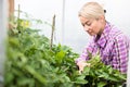 Farmer at work in greenhouse. Royalty Free Stock Photo