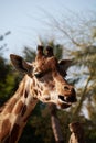 Friendly giraffe moving his big tongue