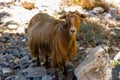 Friendly goats in the Imbros Gorge in Western Crete, Greece Royalty Free Stock Photo