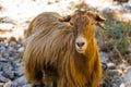 Friendly goats in the Imbros Gorge in Western Crete, Greece Royalty Free Stock Photo