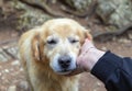 A friendly golden retriever background Royalty Free Stock Photo