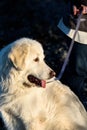 Friendly Great Pyrenees dog on the beach at Birch Bay on a sunny day, Washington State Royalty Free Stock Photo