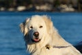 Friendly Great Pyrenees dog on the beach at Birch Bay on a sunny day, Washington State Royalty Free Stock Photo