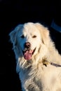 Friendly Great Pyrenees dog on the beach at Birch Bay on a sunny day, Washington State Royalty Free Stock Photo