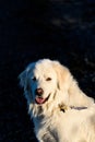 Friendly Great Pyrenees dog on the beach at Birch Bay on a sunny day, Washington State Royalty Free Stock Photo