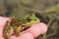 Friendly green frog sits on a human hand on the background of the pond Royalty Free Stock Photo