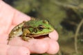 Friendly green frog sits on a human hand on the background of the pond Royalty Free Stock Photo