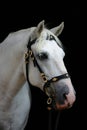 Friendly grey andalusian