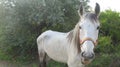 Friendly grey horse looking at camera in rural Andalusia Royalty Free Stock Photo