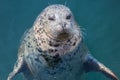 Seal closeup emerging from the water