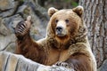 Friendly Grizzly: Bear Giving Thumbs-Up Gesture in Adorable Encounter