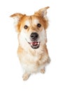 Friendly and Happy Large Crossbreed Dog Royalty Free Stock Photo