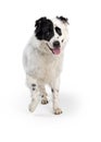 Friendly Happy Large White and Black Dog Walking Forward Royalty Free Stock Photo