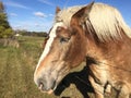 Friendly Horse