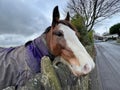 Friendly horse, looking over a wall in, Delph End, Pudsey, UK