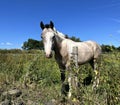 Friendly horse, relaxing in, Tong, Bradford, UK