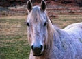 Friendly Horse at Sorrel River Royalty Free Stock Photo