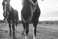 Friendly horses closeup in field