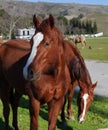 Friendly Horses on meadow ranch