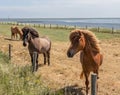 Friendly horses of Vlieland