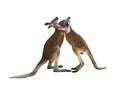 Friendly hug. Fighting two red kangaroos Royalty Free Stock Photo