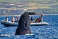 Humpback whale spy hopping a whale watch boat near Lahaina on Maui.