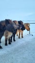 Friendly Icelandic Ponies Royalty Free Stock Photo