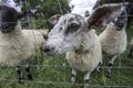 Friendly inquisitive sheep Royalty Free Stock Photo