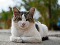 Norwegian Forest cat, Norsk skogskatt Royalty Free Stock Photo