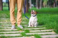 Female dog sitter walking and training dog on leash