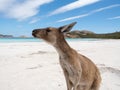 Friendly Kangaroo at the beach, Lucky Bay Cape Le Grand National Park Royalty Free Stock Photo