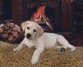 A friendly Labrador in the background of the fireplace