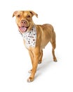 Friendly Labrador Terrier Crossbreed Wearing Bandana