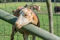 Friendly LaMancha Goat Royalty Free Stock Photo