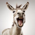 friendly and laughing donkey on a white background Royalty Free Stock Photo