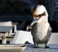 A friendly laughing kookaburra