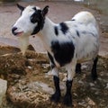 Friendly Little Photogenic Goat