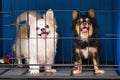 Friendly long-hair chihuahua pet dog in cage