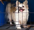 Friendly long-hair chihuahua pet dog in cage