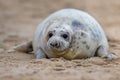 Friendly looking baby seal