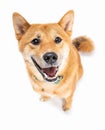 Friendly looking funny dog Shiba Inu happy smiling on white background. Royalty Free Stock Photo