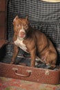 Pit Bull Terrier Royalty Free Stock Photo