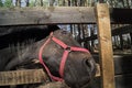 A friendly loooking horse. Royalty Free Stock Photo