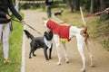 Friendly meeting of two dogs of different breeds in city park on walk