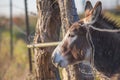 Friendly Miniature Donkey