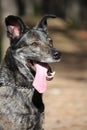 Friendly mixed breed dog portrait in forest